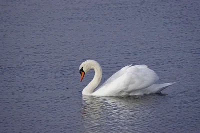 Белый лебедь плывёт по реке. Stock Photo | Adobe Stock