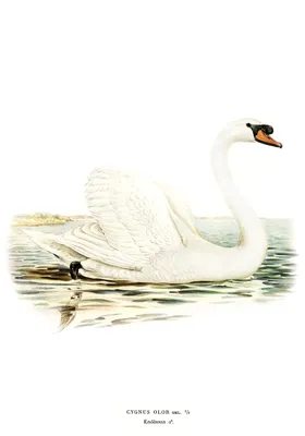 Белый лебедь на белом фоне стоковое изображение. изображение насчитывающей  мило - 188498725