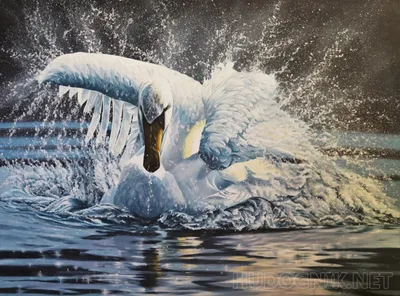 Купить картину Белый лебедь на белом фоне , Сток в Украине | Фото и  репродукция картины на холсте в интернет магазине Макросвит