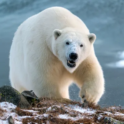 Биологи определили, почему белые медведи не скользят