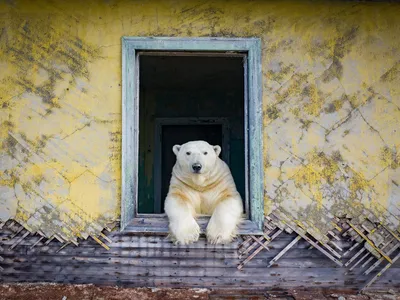 Теперь здесь живут белые медведи: удивительные фото и видео \"медвежьей  дачи\" - 01.01.2022, Sputnik Беларусь