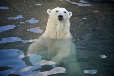 Белый медведь продолжает беспокоить нефтяников в Ненецком автономном округе  - ТАСС