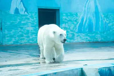 Белый медведь, лежит на снегу Стоковое Фото - изображение насчитывающей  разваливано, житель: 212753606