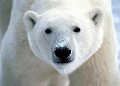 Гигантский белый медведь • Фёдор Шабалин • Научная картинка дня на  «Элементах» • Палеонтология