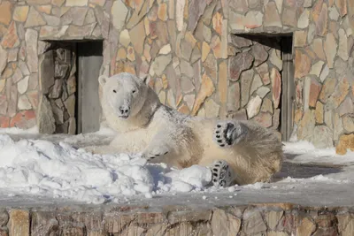 Белый полярный медведь сидит на льдине. Белый медведь открыл пасть Stock  Photo | Adobe Stock