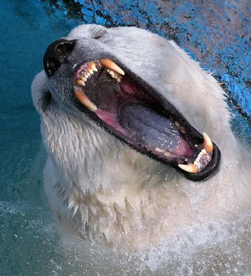 В Московском зоопарке умер белый медведь Диксон - Москвич Mag