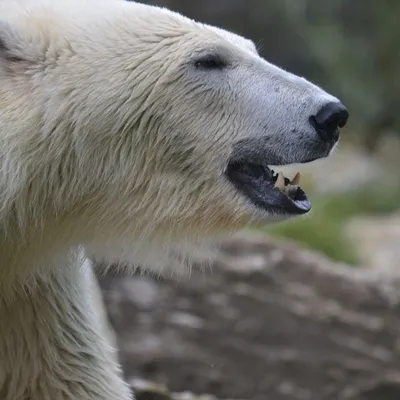 Праздник у косолапых: фотографии хозяина Арктики - белого медведя -  27.02.2021, Sputnik Армения