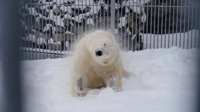 Фотообои Белый медведь во льдах купить на стену • Эко Обои