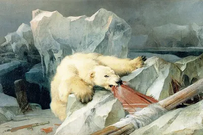 Белый медведь | Красная книга вики | Fandom