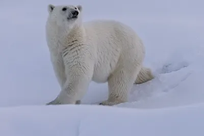 Штеффен Граупнер: \"Белые медведи нуждаются в нашей защите!..\" (ФОТО) -  KamchatkaMedia.ru