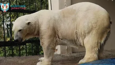 В Московском зоопарке умер белый медведь Диксон | РБК Life