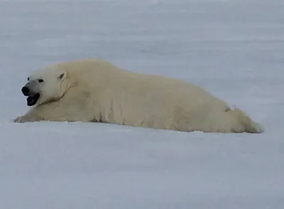 Белый медведь Диксон с удовольствием кувыркается в снегу - НИА-Заполярье