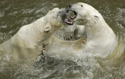 Белый медведь живет в Казани и ждет, когда достроят зоопарк в Перми - KP.RU