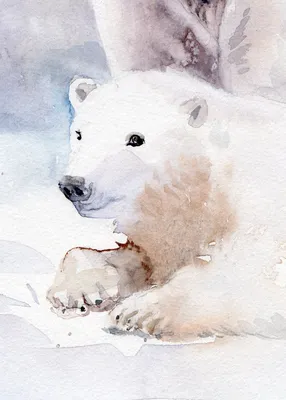 Иннокентий Охлопков: Изменение климата сопутствует появлению гибрида белого  и бурого медведя в Якутии - Новости Якутии - Якутия.Инфо