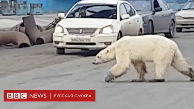 Спасенный в Красноярском крае белый медведь Диксон искупался в личном  бассейне
