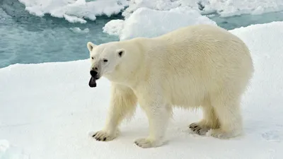 Эксперты призвали создать средства защиты от белого медведя - РИА Новости,  24.10.2022