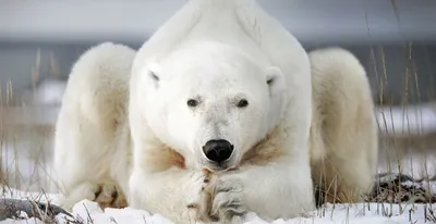Белые медведи могут охотиться на моржей, используя как оружие камни и  ледяные глыбы