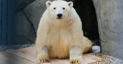 Белый медведь, лежит на снегу Стоковое Фото - изображение насчитывающей  разваливано, житель: 212753606