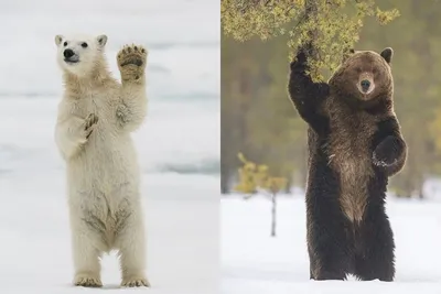 Белый Медведь: последние новости на сегодня, самые свежие сведения | НГС -  новости Новосибирска