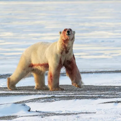 Голодные белые медведи все чаще выходят к людям из-за таяния льда -  Ведомости.Экология
