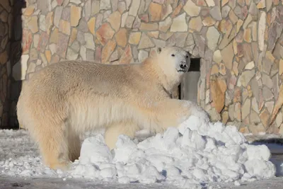 Белый медведь исчезающий вид планеты…» — создано в Шедевруме
