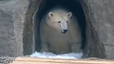 Белый медведь фото фото