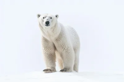 Второй за два года белый медведь умер в зоопарке Екатеринбурга » Вечерние  ведомости