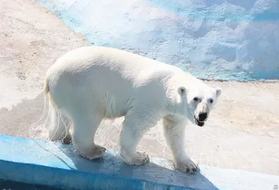 В Московском зоопарке умер белый медведь Диксон | РБК Life