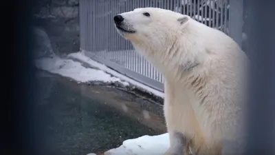 Надувной белый медведь | Купить в Москве по цене от производителя ☆ КубАэро  ☆