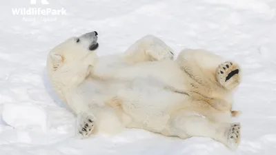 Белый медведь живет в Казани и ждет, когда достроят зоопарк в Перми - KP.RU