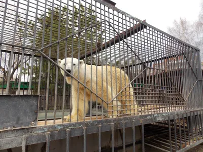 В зоосаде Хабаровска умер белый медведь. От чего погиб Хабар? | ОБЩЕСТВО |  АиФ Хабаровск