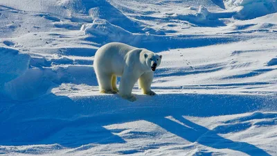 Белый медведь продолжает беспокоить нефтяников в Ненецком автономном округе  - ТАСС