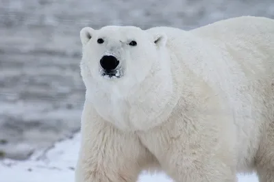 Белый медведь (Ursus maritimus) — Зоопарк «Лимпопо» г. Нижний Новгород –  Нижегородский зоопарк