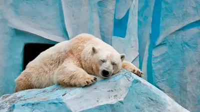 Белый Медведь: последние новости на сегодня, самые свежие сведения | НГС24  - новости Красноярска