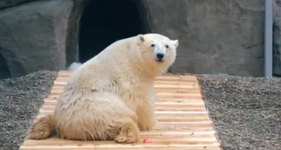 Хозяин Арктики - белый медведь - YouTube