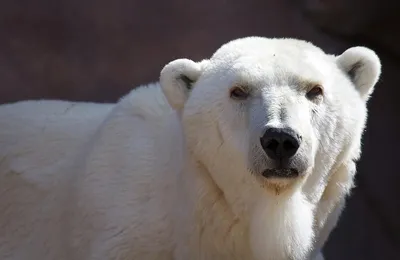 Фотообои Белый медведь на море купить в Оренбурге, Арт. 4-170 в  интернет-магазине, цены в Мастерфресок