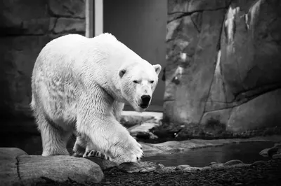 Белый Медведь на праздник Саранск 89022303530 - YouTube