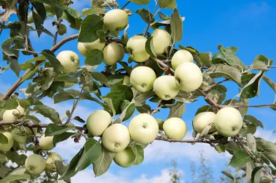 European Delicatessen - Ginger Gold Apples/ Яблоки - Белый налив | Facebook