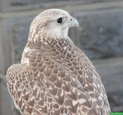 Фото животных: Белый орел. Юрий Эбер. - ANIMAL PHOTO