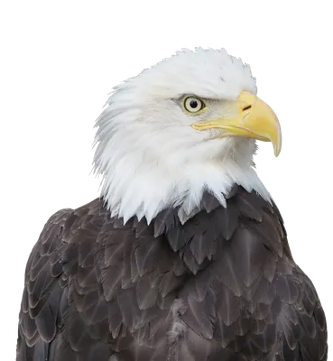 черный, белый, американский орел, Адлер, животное, белоголовый орлан,  белоголовые орлы, птица, хищная птица, раптор | Pxfuel
