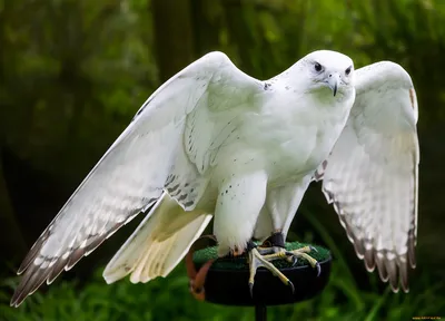 Белый орел птица (38 фото) - красивые фото и картинки pofoto.club