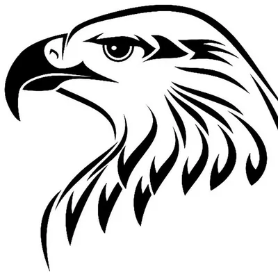 Белоголовый Орлан Орел Америка - Бесплатное фото на Pixabay - Pixabay