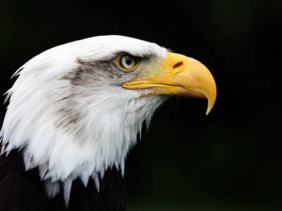 Белый пузатый морской орел! | Animals, Sea eagle, Animals beautiful