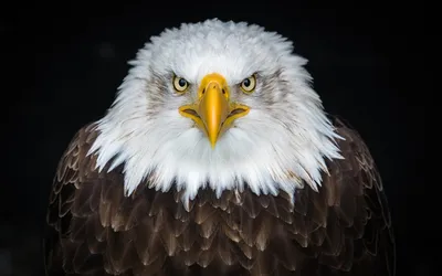 Фотографии Белоголовый орлан Орлы Птицы животное Черный фон