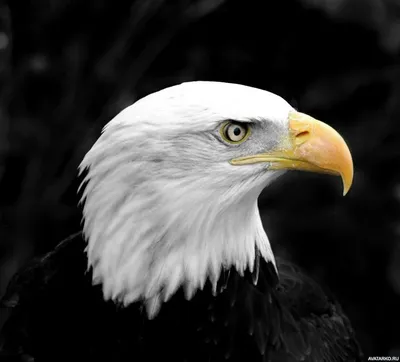 черный, белый, орел, белоголовый орлан, орлан-белохвост, адлер, птица, герб  птицы, раптор, сша | Pxfuel