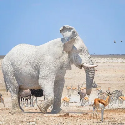 Белый слон в природном заповеднике на севере Намибии | Пикабу