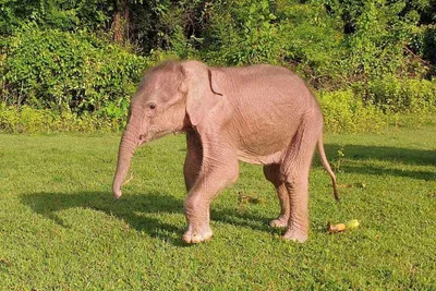 Белый слон стоковое фото. изображение насчитывающей ангстрома - 44356236