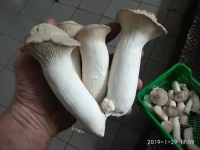 Свежие Грибы Еринги или белый степной гриб (Pleurotus eryngii) 1кг – купить  в Украине | ROZETKA | Свежие Грибы Еринги или белый степной гриб (Pleurotus  eryngii) 1кг от продавца: FUNGI KINGDOM по