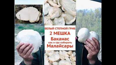 Гриб Вёшенка рожковидная Pleurotus cornucopiae - купить мицелий грибов в  интернет-магазине