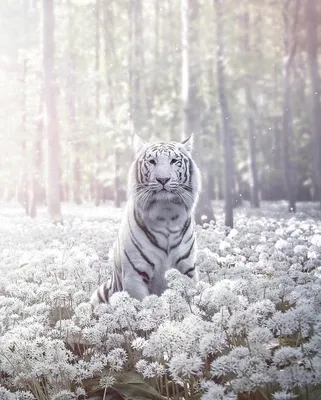 белый тигр сидит и ярко смотрит на камеру Стоковое Изображение -  изображение насчитывающей индия, леопард: 272751505